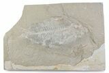 Cretaceous Fossil Fish - Lebanon #376367-1